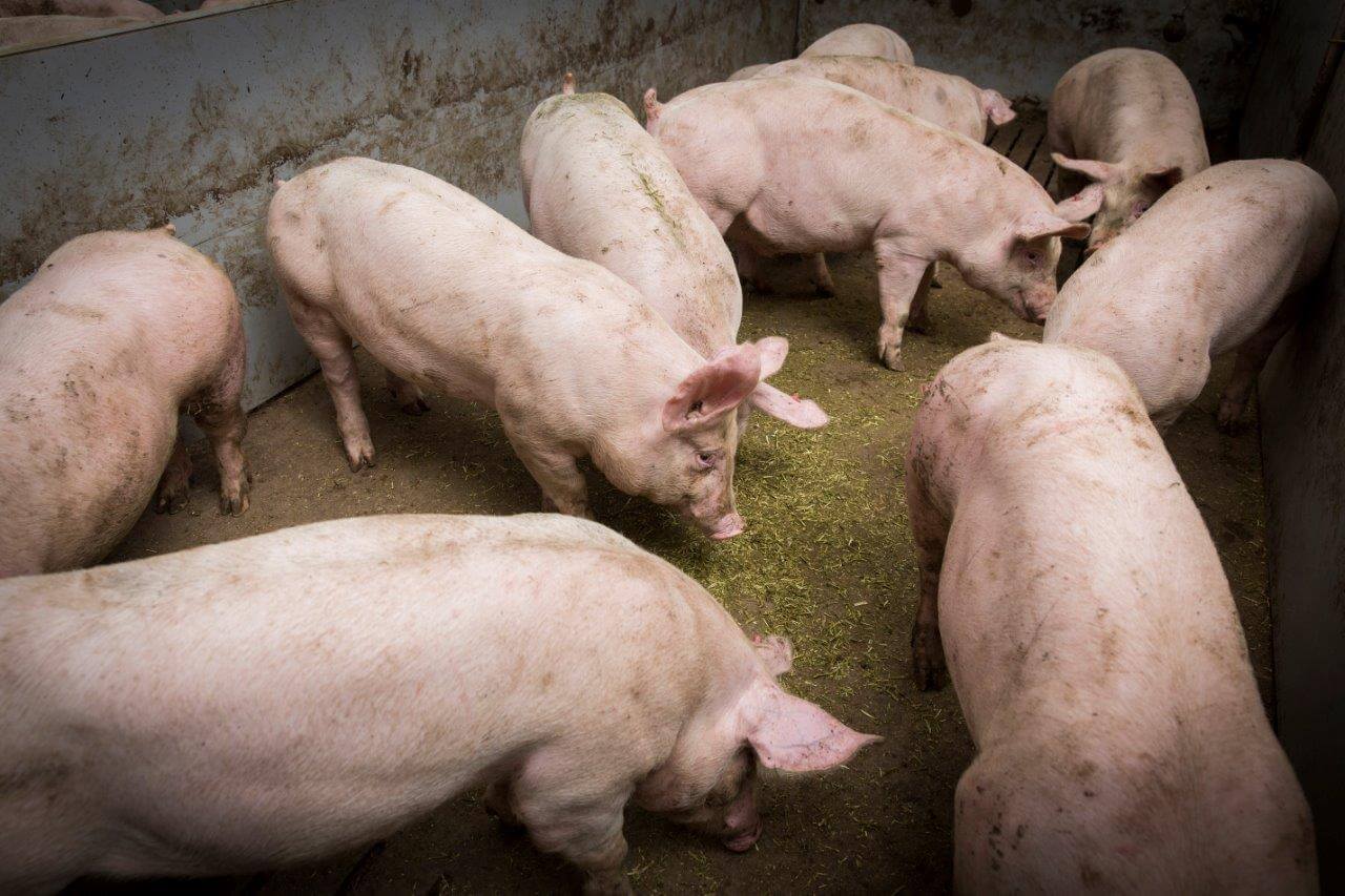 Voor het extraatje komen de varkens graag in de benen. Dat maakt het controleren van de dieren makkelijker. 