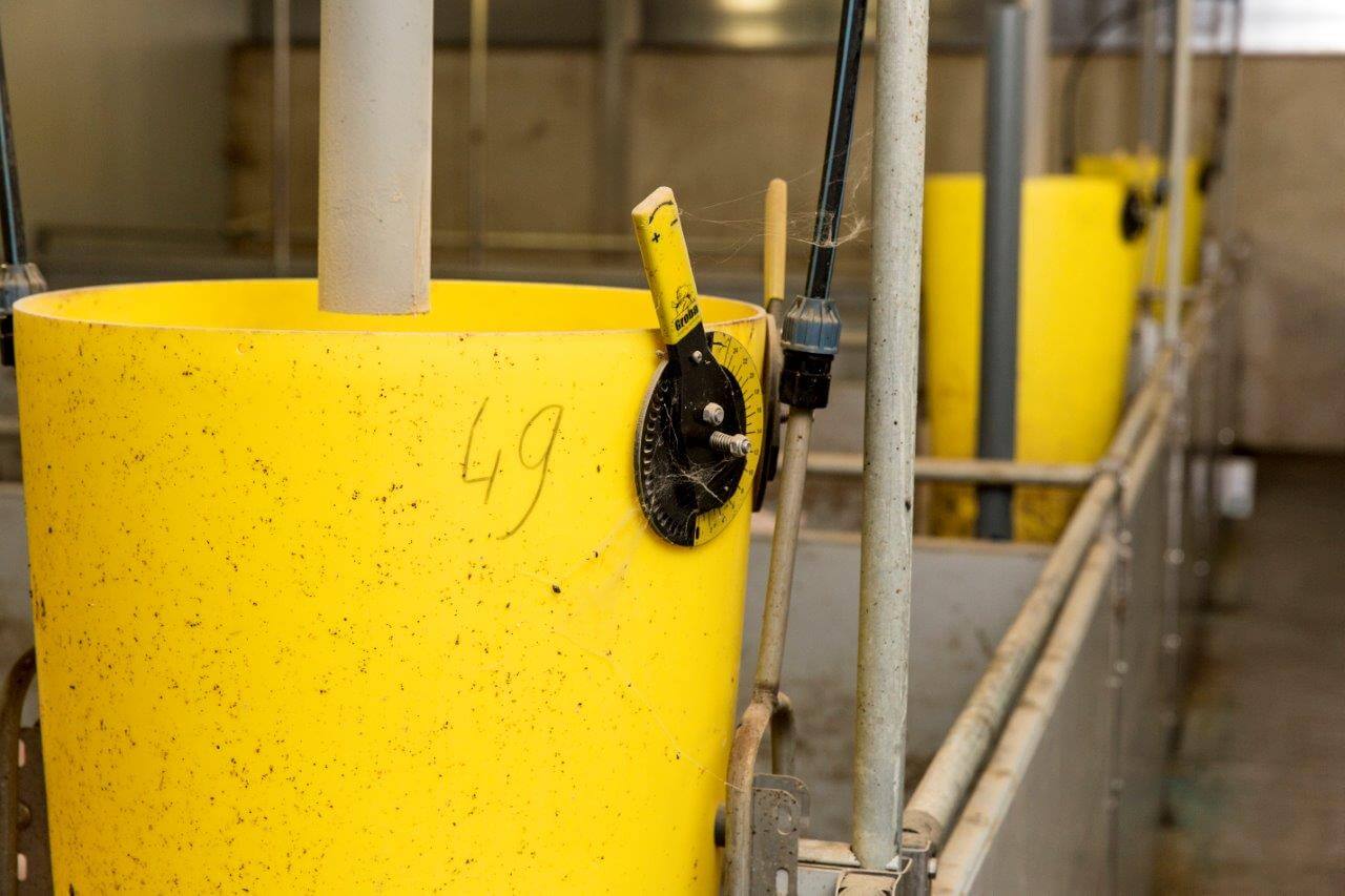 Het afstellen van de groepsfeeder is een belangrijk onderdeel van het op maat voeren van de varkens. Dat moet makkelijk zijn en vlot gaan. 