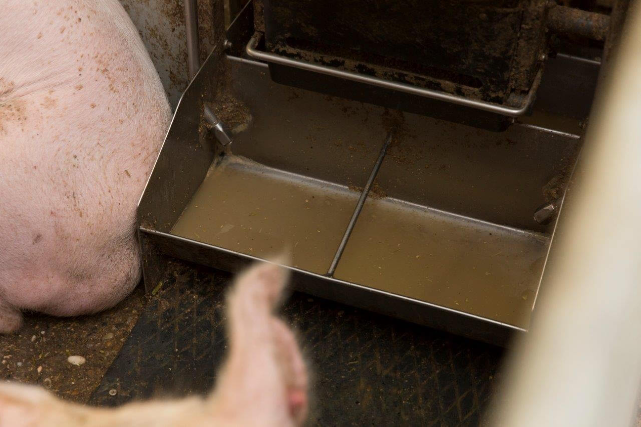 Twee voerplekken en twee drinknippels hebben de tien of elf vleesvarkens ter beschikking. 