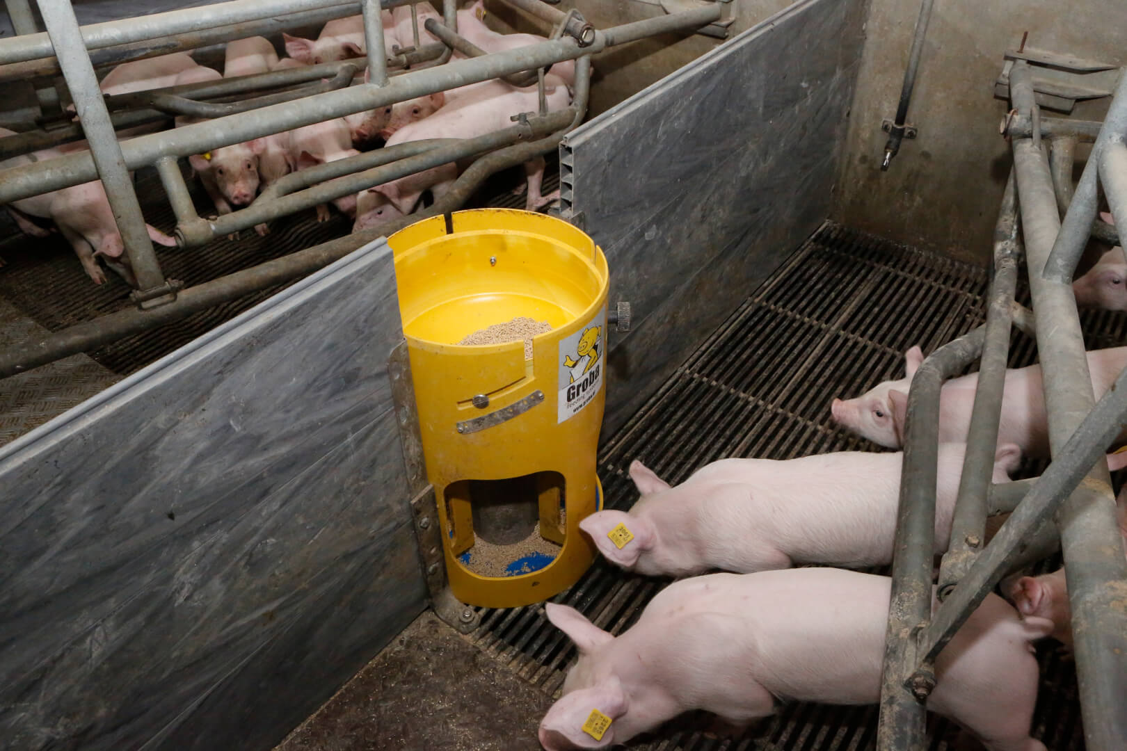 De eerste ronde met deze Start-up feeder heeft Hilkens achter de rug. Hij heeft alleen gewerkt met droogvoer. Maar in de volgende ronde gaat hij testen met een voerpapje en droogvoer. Met brij gaat de voerkom met vulbuis eruit en komt er een speciaal tussenschotje boven de rondde trog, zodat biggen niet van het ene naar het andere kraamhok kunnen. 