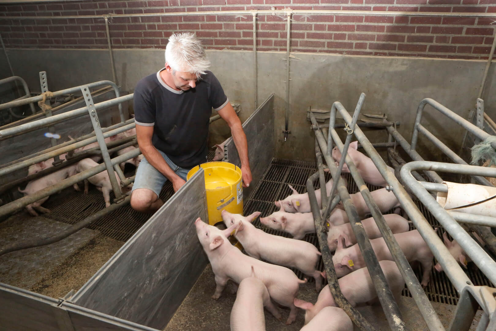 Het nauwkeurig afstellen van de voergift bij de Start-up feeder is volgens Hilkens een fluitje van een cent.  Vlot en netjes werken is een groot pluspunt. 