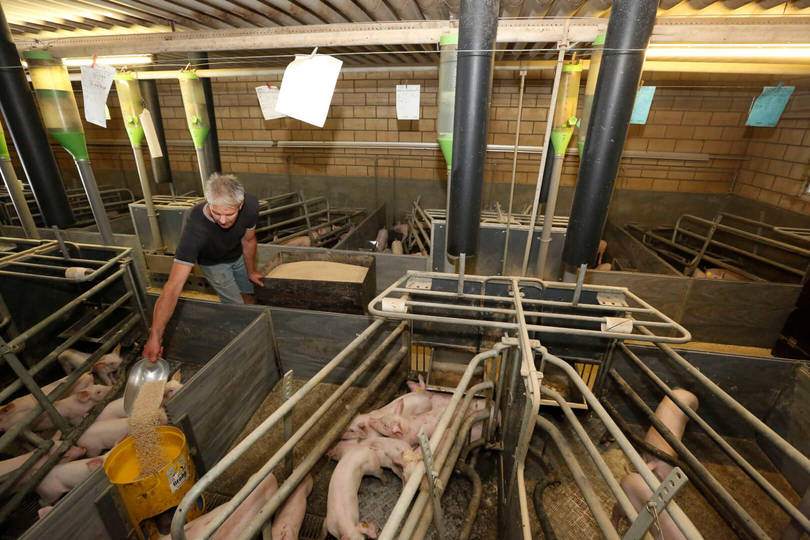 Het verstrekken van voer in de Start-up feeder gaat zonder morsen. De grote kom met voerbuis zorgen dat al het biggenvoer in de ronde trog terechtkomt. 