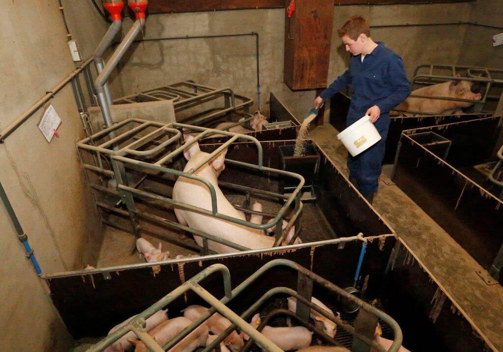 De laatste week schakelt Frank over op speenvoer dat de biggen in een droogvoerbak krijgen. Die bak lijkt sterk op de droogvoerbak waaruit ze hun voer krijgen in de gespeende biggenstal. 