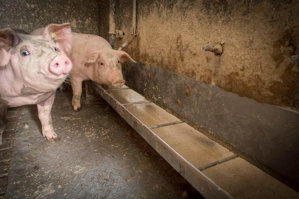 Op de Drenthehoeve nemen ze nu minder risico’s met het voeren van bijproducten dan in het verleden. Toch kregen de varkens afgelopen zomer brijvoer met tien verschillende producten: wei, zuivelmix, sojawei, aardappelstoomschillen, tarwegistconcentraat, tarwezetmeel, ccm, voorgebakken friet, biergist en erwteneiwit. 