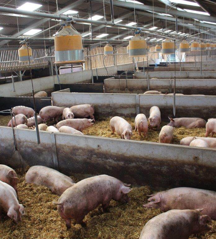 De dragende zeugen lopen in stabiele groepen. Ze krijgen het voer vanuit de dumpfeeders (2,3 kilo per zeug per dag). 