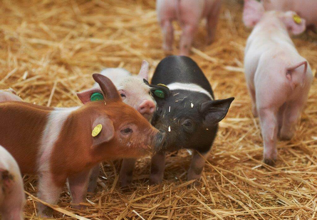 De biggen ravotten lekker. De biggen en ook oudere varkens vertonen geen sporen van staartbijten of andere beschadigingen. 