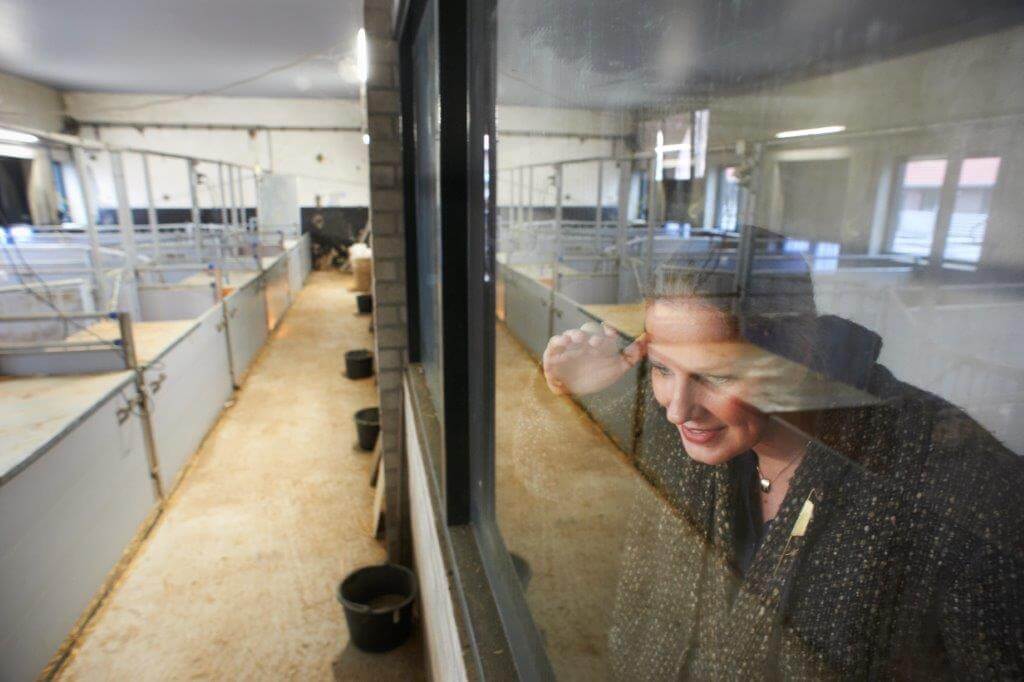 Op de Kloosterboerderij kunnen bezoekers door het glas een blik werpen in de kraamstal. 