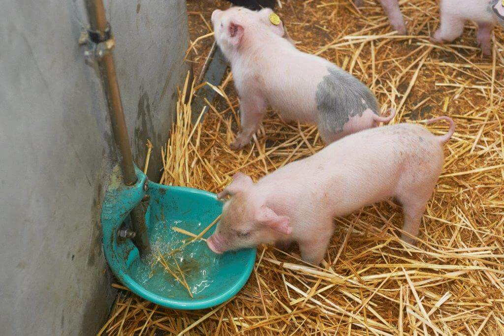 De biggen drinken uit de dezelfde bak als de zeugen. Het drinkwater moet volgens Postma schoon zijn, net als het voer. 