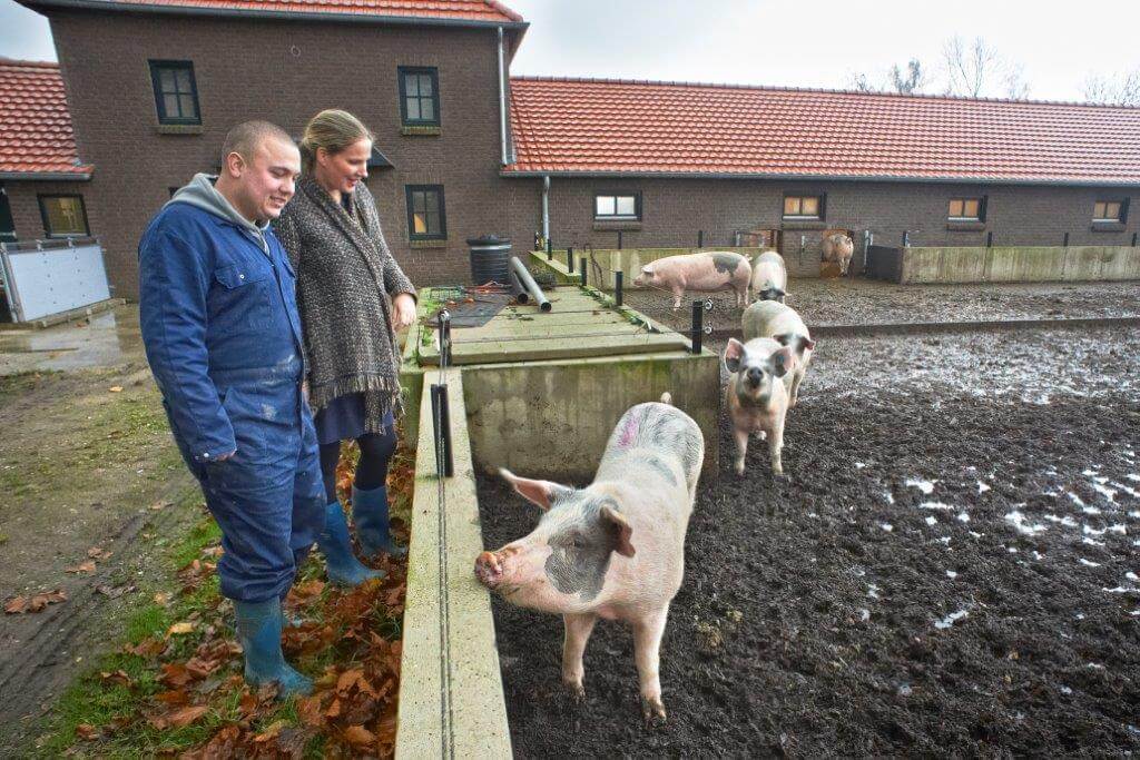 Alle Livar-varkens hebben uitloop naar buiten, net zoals hier op de Kloosterboerderij hebben alle varkens uitloop naar buiten. 