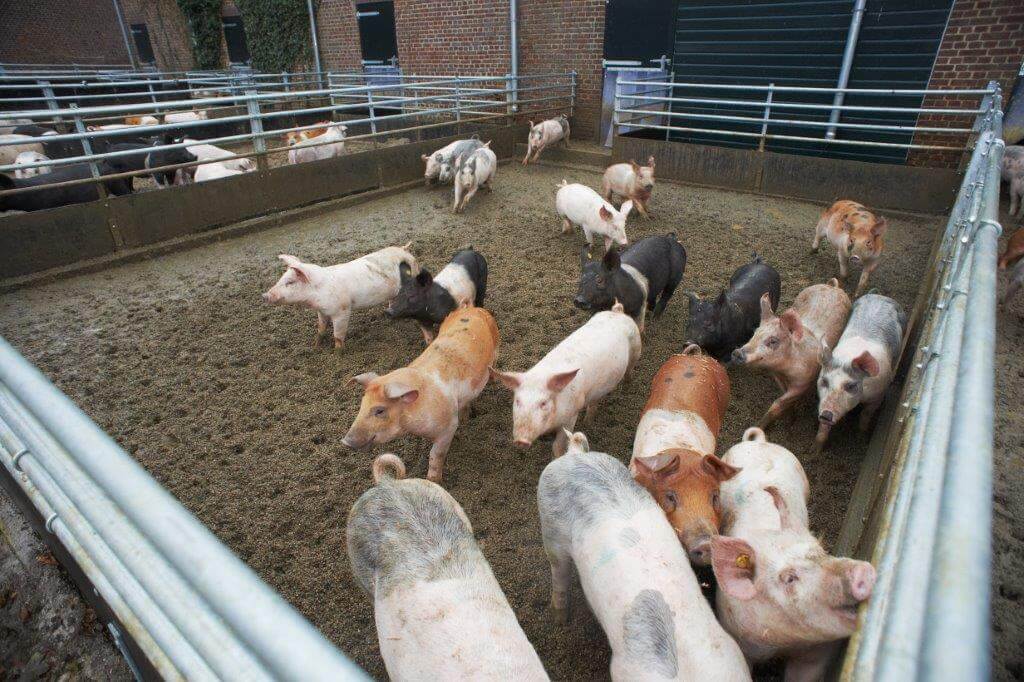 Bij de vleesvarkens en ook bij de kraamopfokhokken lopen momenteel testen met de uitloop. 