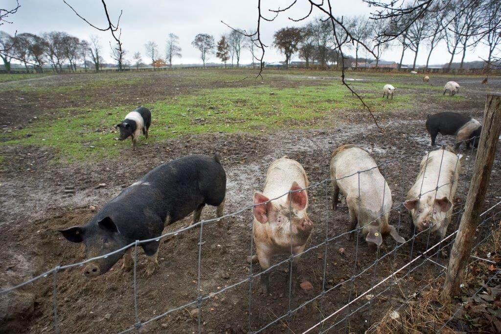 Een deel van de vleesvarkens heeft uitloop naar de weide. 