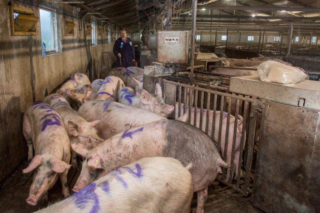 De dag na insemineren gaan de zeugen al naar de groep. 