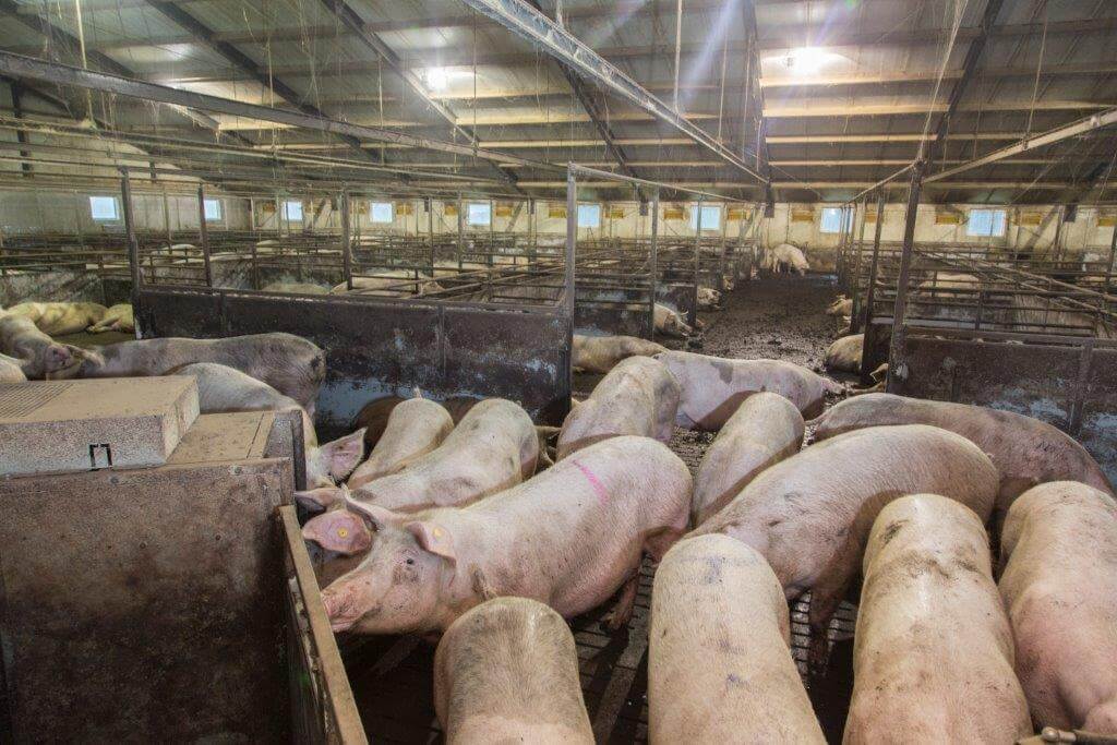 Daarna gaan ze naar een van de twee grote groepen. In de ene grote groep lopen de jonge zeugen. De andere grote groep is voor de oudere zeugen. 