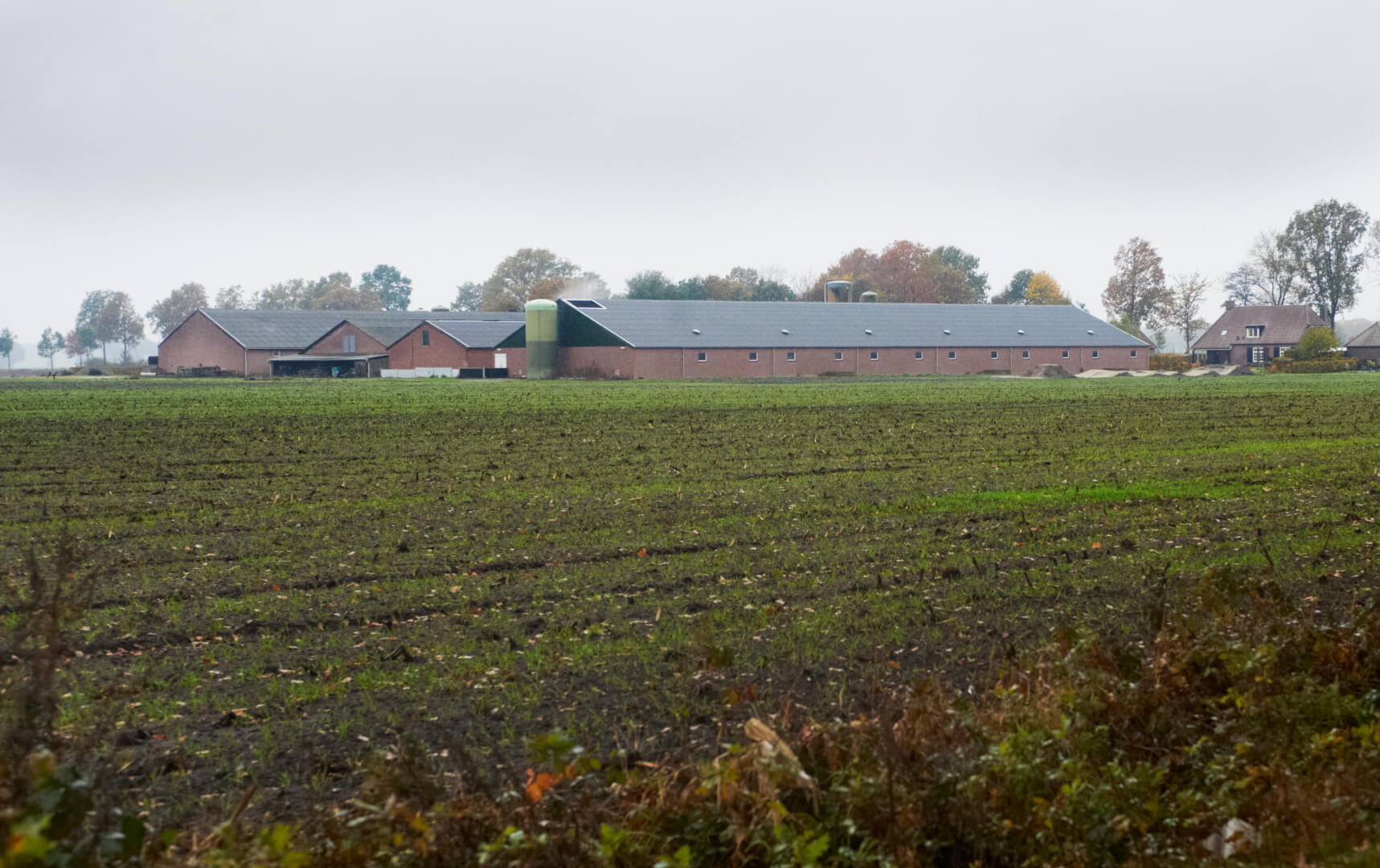 Geen+relatie+longontsteking+en+varkens