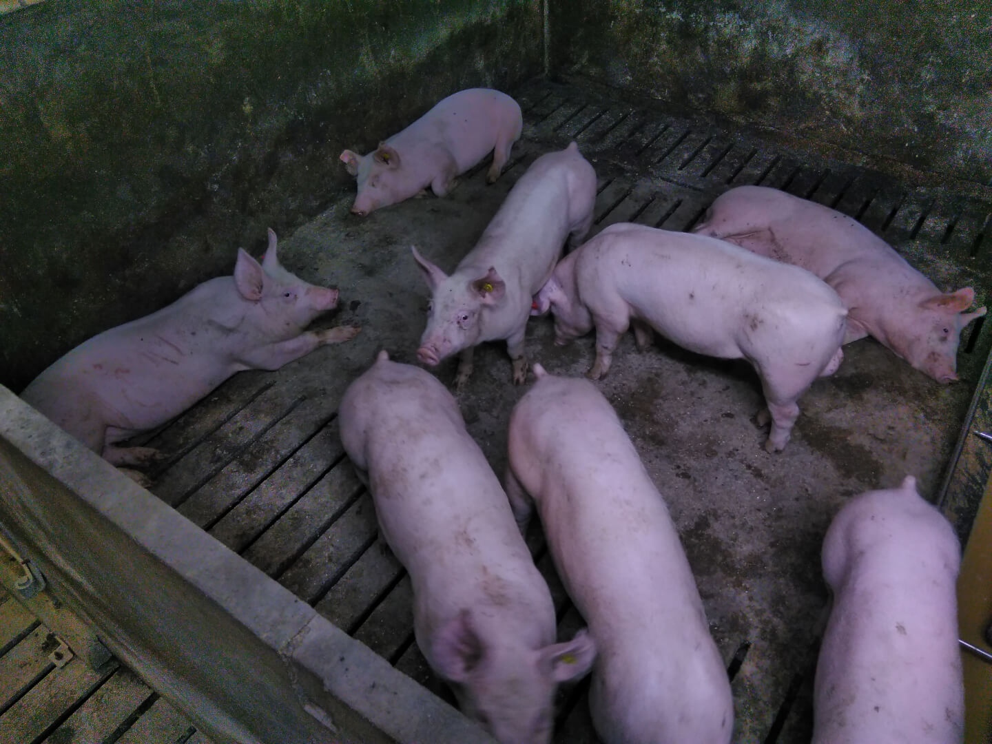 Vleesvarkens in de afdeling met FreshLight agri daglichtlampen. Tussentijdse meting laat zien dat de TN70 beerbijproducten tussen de 925 en 1010 gram groeien. 