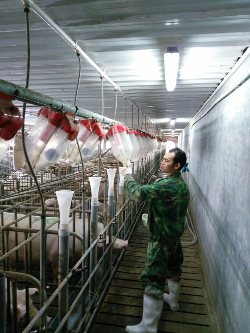 Op het punt van hygiëne kunnen wij volgens Lemmens nog veel leren van de Chinezen. Quarantaine van 48 uur is normaal en automatische desinfectie bij het betreden van de stal is standaard. Zelfs voerdosators worden enkele keren per jaar grondig gereinigd. Arbeid is voldoende voor handen. 