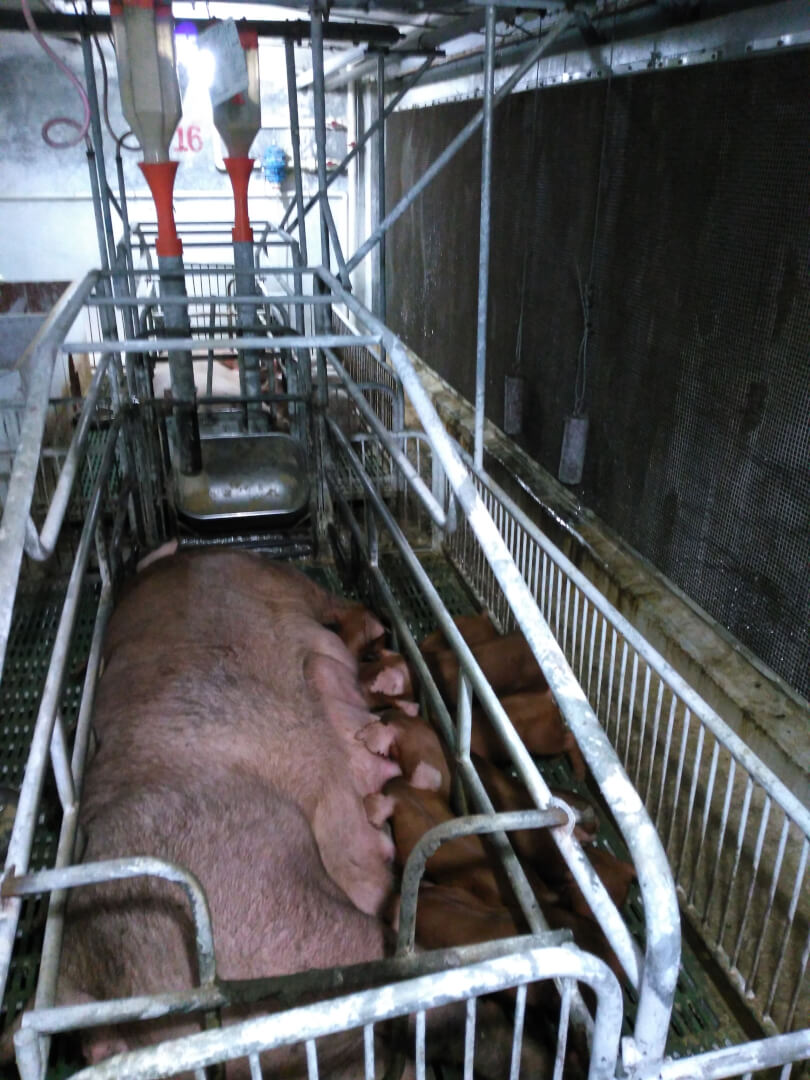 De meeste fokzeugen bij YangXiang hebben duidelijk Duroc-bloed door de aderen stromen. Dit type zeug presteert prima in China. Mede door de intensieve zorg (handjes zijn er genoeg) kan de uitval onder biggen in de kraamstal beperkt blijven tot circa 3 procent. 