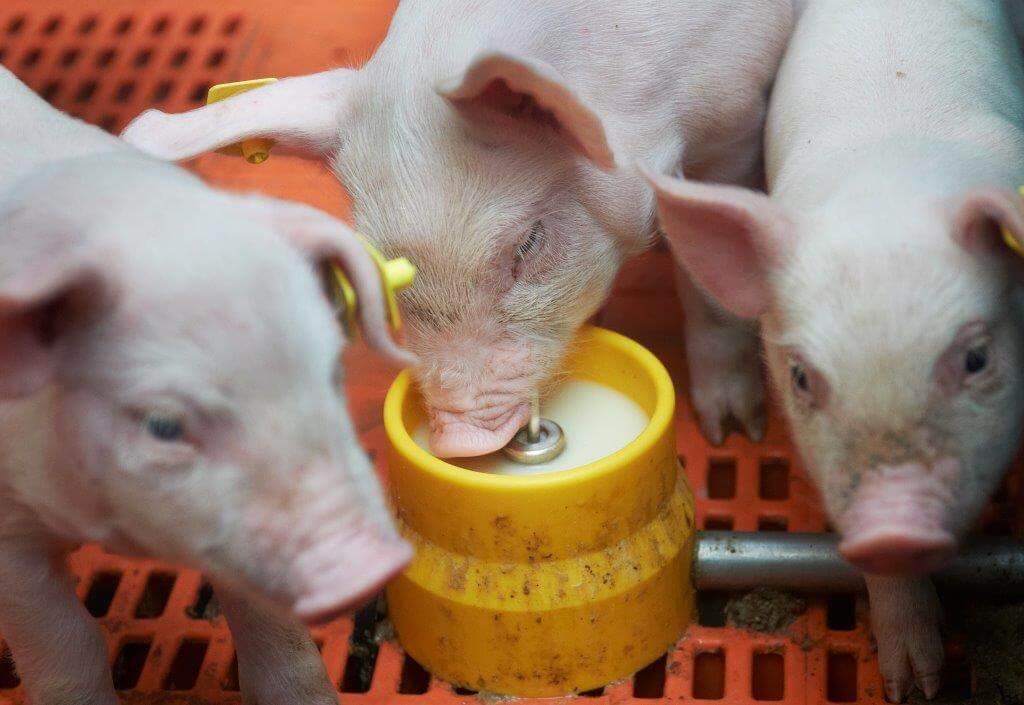 Vanaf de dag na geboorte krijgen de biggen melk via de drinkcups. Het gebruik van de cups scheelt Robert handenvol arbeid én de biggen kunnen 24 uur per dag melk of pap als extraatje drinken. 