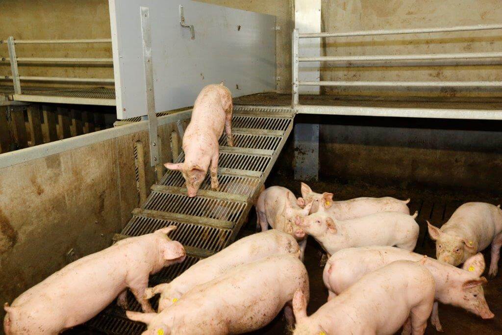 Kort na opleg lopen de biggen al de loopbrug op en af naar het plateau. In het begin is het vooral een speelplek. 