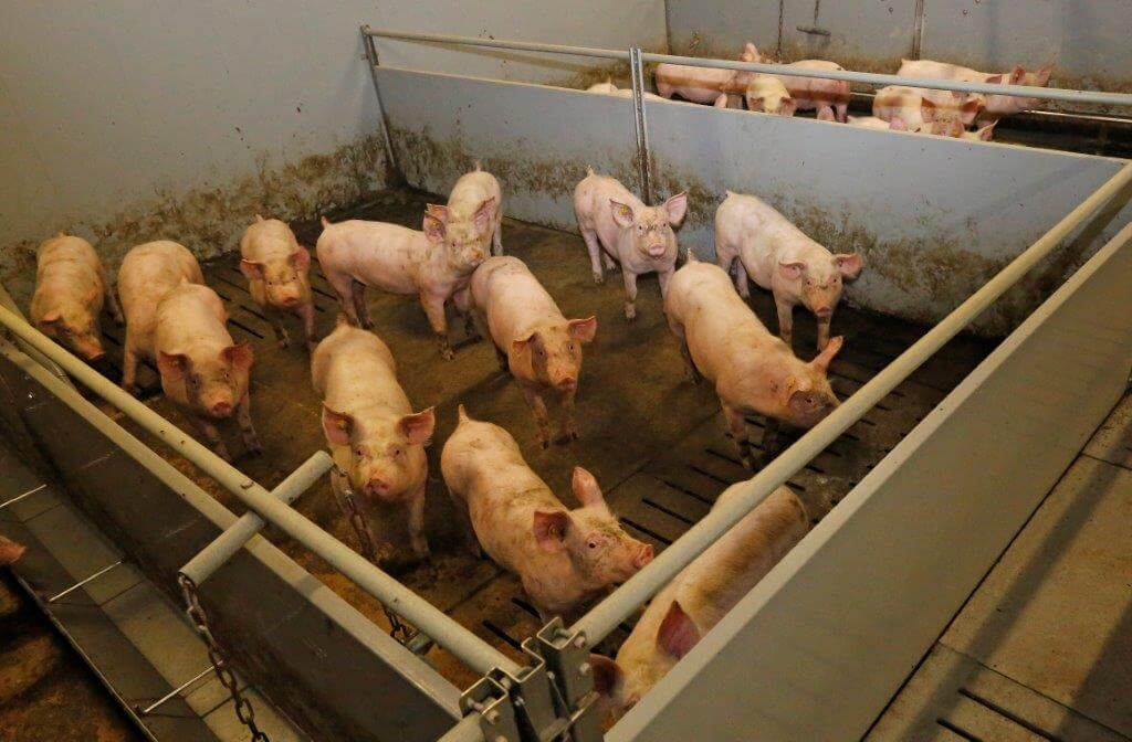 Na opleg in de vleesvarkensstal groeien de varkens stevig door, ze halen in de groeifase zeker de 1.000 gram per dag. 