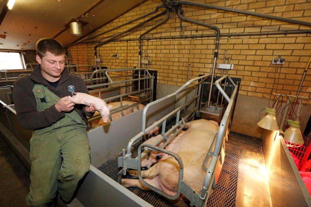 Martijn Vorkink ziet geen geboortediarree meer bij de biggen sinds de aanpak op drie sporen. 