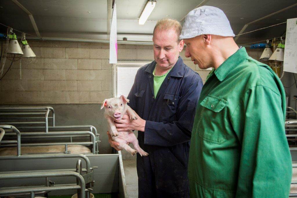 Om de bigvitaliteit te verbeteren let Vlastuin op de voeding van de zeugen, de geltenopfok, hygiëne, vaccinatiebeleid en de beerkeuze. Hij is overgeschakeld op de PIC 408G eindbeer. 