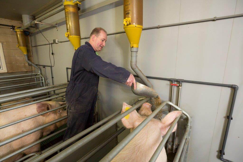 Vlastuin voert de prelacto met de hand. Door te sturen met de hoeveelheid prelacto zorgt Vlastuin dat de mestconsistentie van de zeugen goed blijft. 