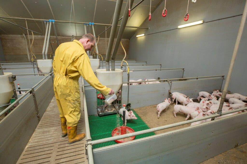 Na spenen loopt Vlastuin een keer of vijf per dag door de afdeling en voert dan een beetje speenvoer in het ronde bakje. 