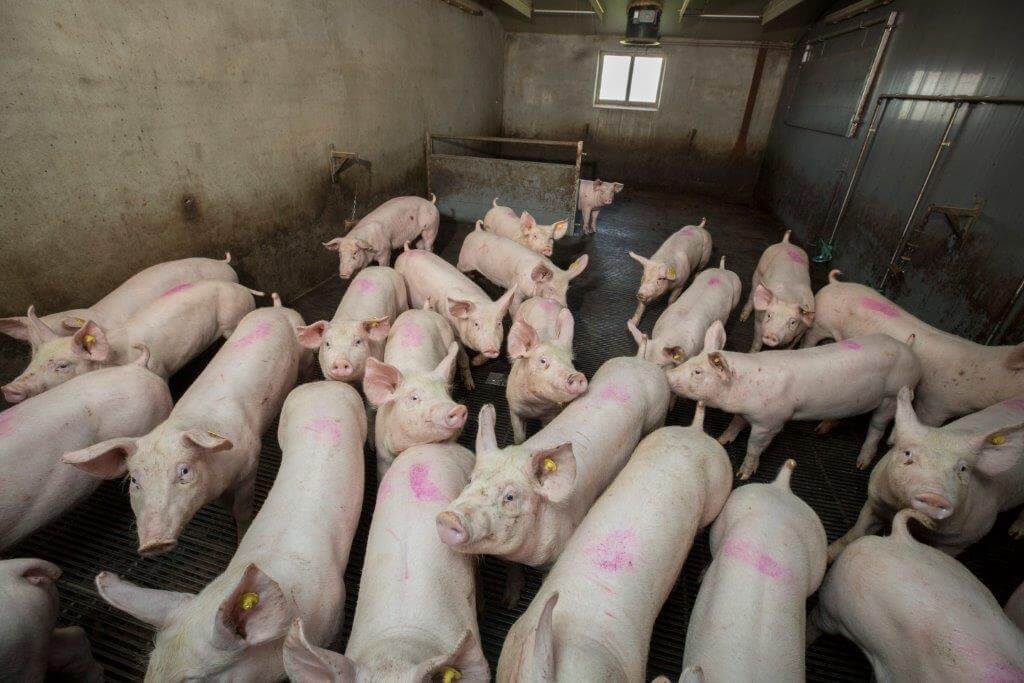 De TN70 fokgelten komen op een gewicht van circa 25 kilo in de quarantaine-afdeling. Daar blijven ze een week of zeven tot acht. 