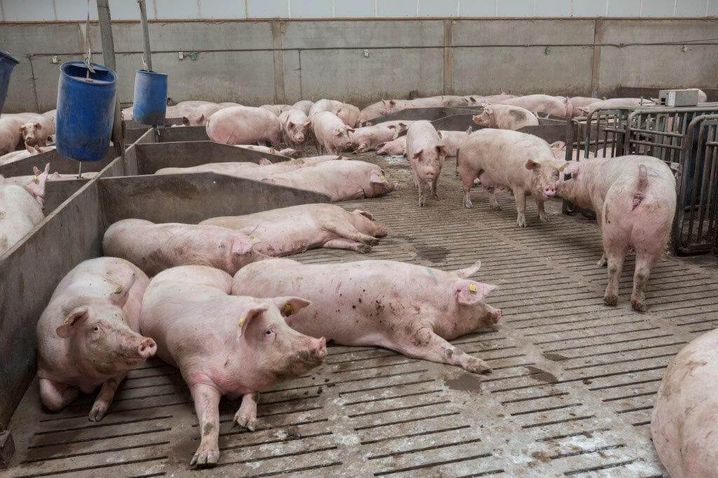 In de grote dynamische groep met dragende zeugen hangen tonnen waar de zeugen stro uit kunnen klepelen. 