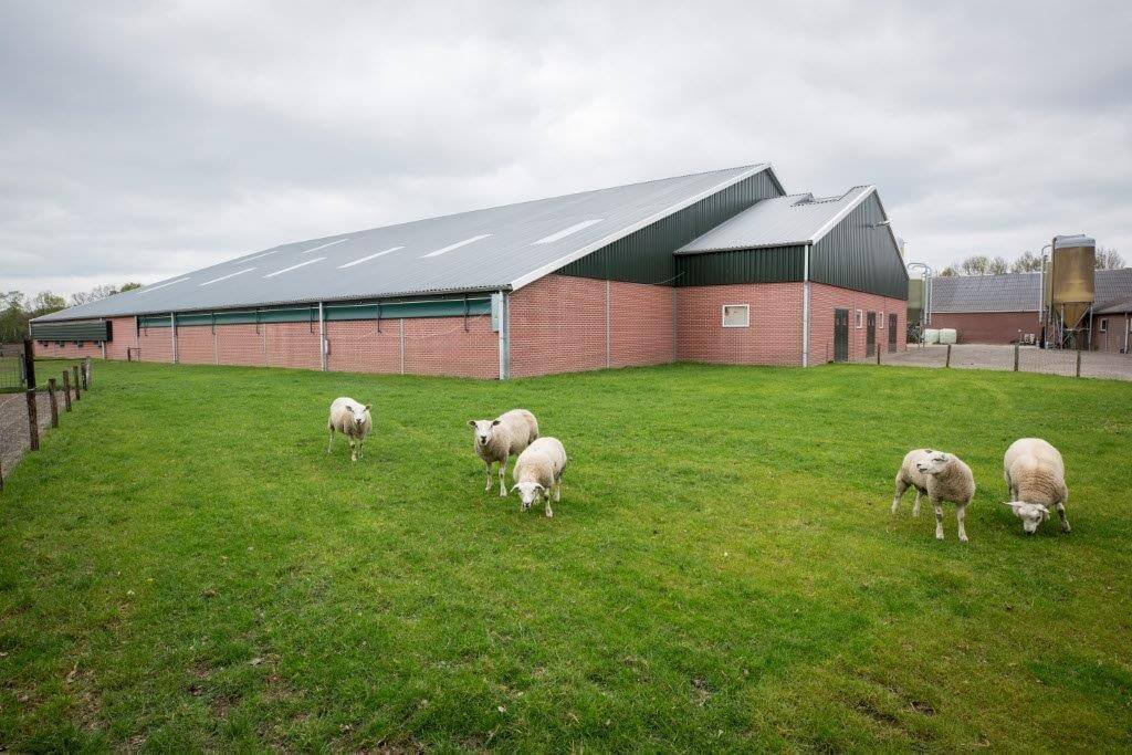 De zeugenstal huisvest voorin de kraamhokken, halverwege de dekstal en achteraan de dragende zeugen in dynamische groepen met voerstations. 