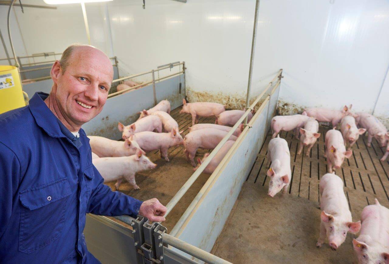 Gezonde varkens geven werkplezier, ervaart Peter Vissers. Sinds zijn vaste fokker de strategie van de PRRS-vaccinatie bij zijn zeugen heeft gewijzigd naar vier keer per jaar een blokenting bij de zeugen en biggen een PRRS-vaccinatie krijgen, gaan de resultaten met sprongen vooruit.  Opvallend is de drastische daling van het percentage borstvliesontsteking. Het percentage pleuritis zit al bijna een jaar onder de 5 procent. 