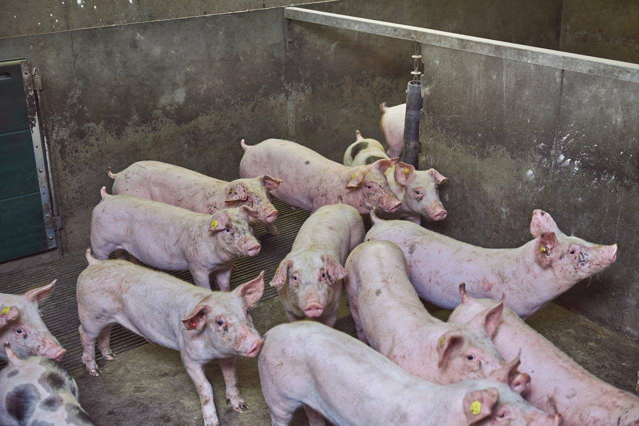 In twee weken tijd worden alle biggen op het bedrijf aangevoerd. De dieren hebben in elk hok de beschikking over afleidingsmateriaal en een brijbak. 