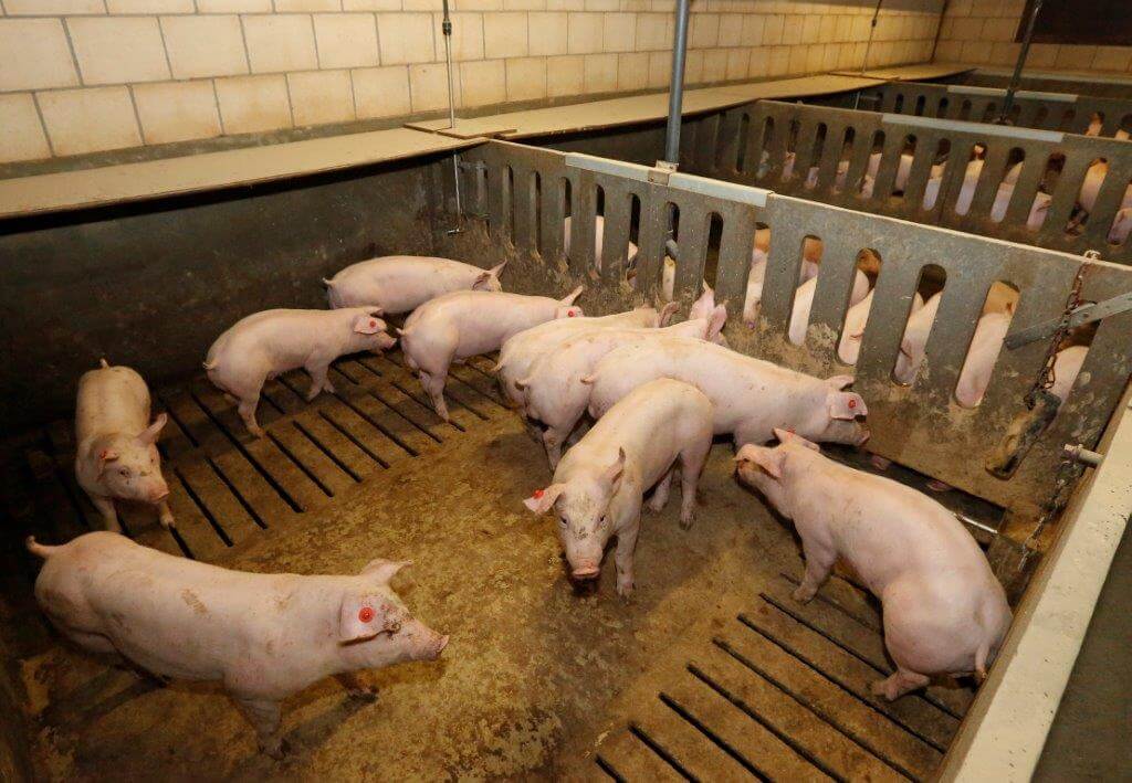 In de tweede stal hebben de varkens dwarstroggen en liggen ze in kleine groepen. Die afdeling heeft plafondventilatie. 