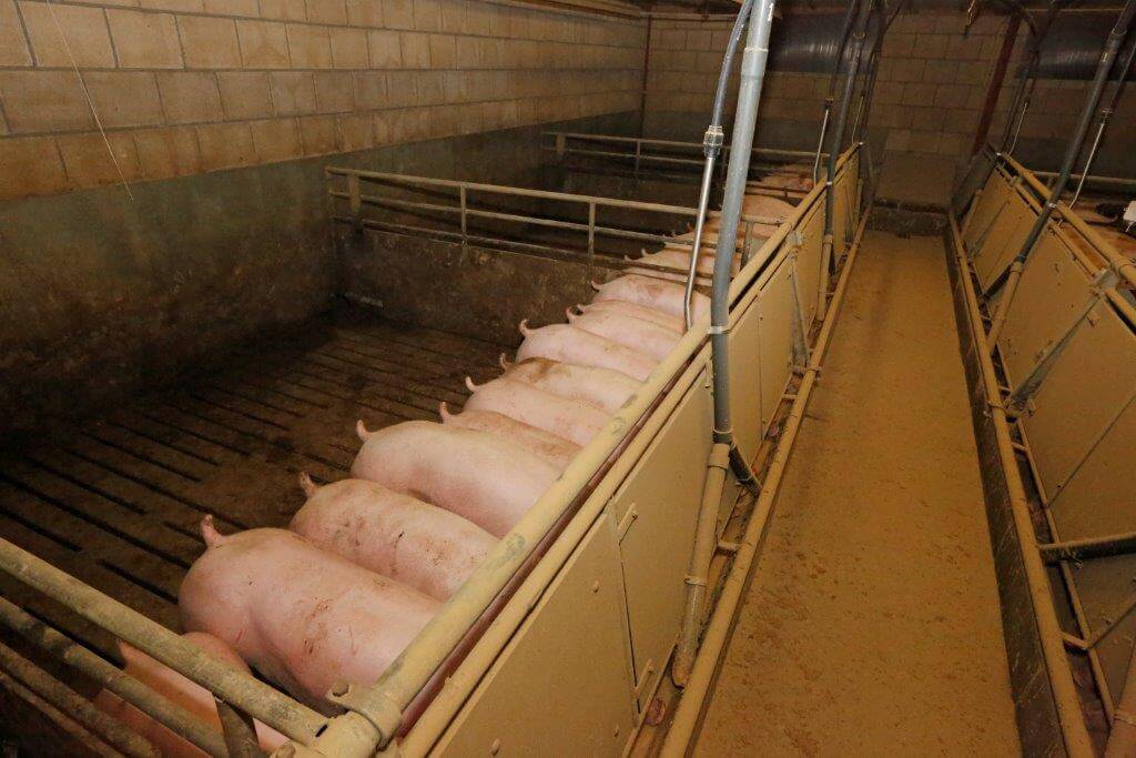 De oudste stal heeft de troggen nog langs de voergang en kleine groepen (maximaal 11 varkens) per hok. 