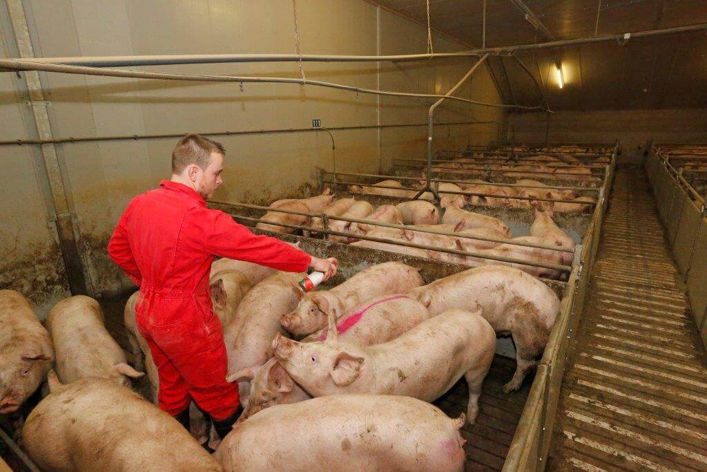 Het afleveren van de vleesvarkens gaat in drie keer. De laatste keer gaan alle dieren weg en niet meer naar een restafdeling. 