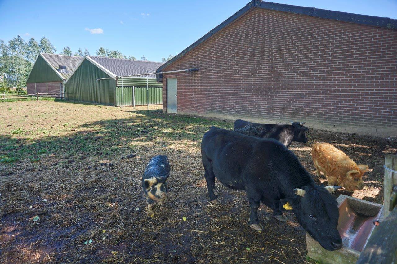 Als echte dierenliefhebber heeft Gerrits ook wat bijzondere miniatuurbeestjes bij de stallen lopen. Gerrits: 