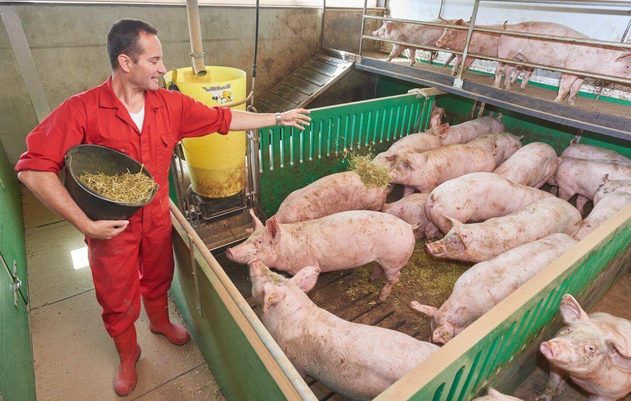 Varkens een beter leven geven vergt wat extra's. Het verstrekken van luzerne vindt Gerrits een handig hulpmiddel bij het controleren van de dieren: de varkens komen er graag voor in de benen. 