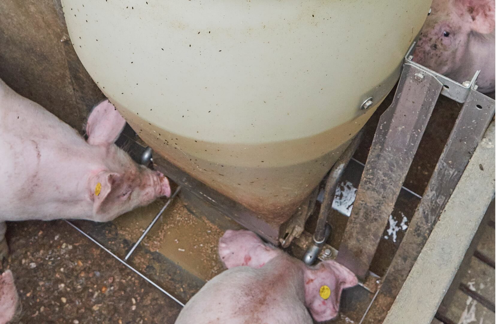 Onderin de klepelbak komen voer en water bij elkaar. 