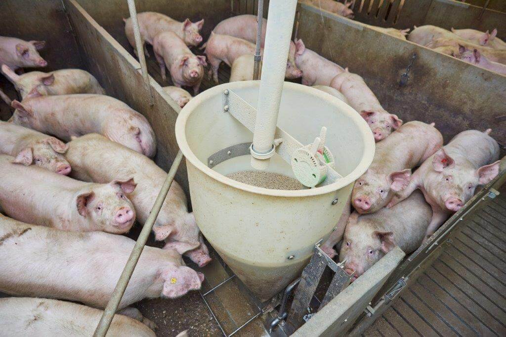 De klepelbak staat op de scheiding van twee hokken met ieder 14 vleesvarkens. 