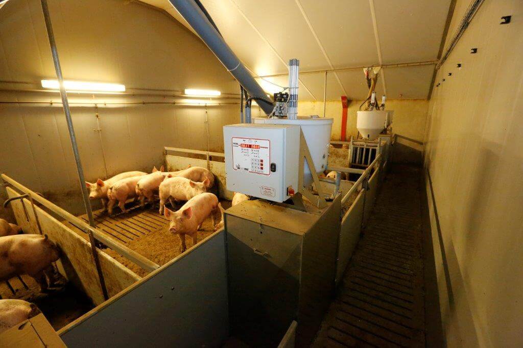 Een deel van de vleesvarkens ligt aan IVO-G voerstations. Daarmee is per individueel vleesvarken de dagelijkse voeropname te monitoren. 