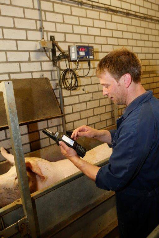 Na het wassen wordt iedere zeug gewogen voordat ze naar het kraamhok gaat. De gegevens worden direct in de handheld scanner/computer ingevoerd. 