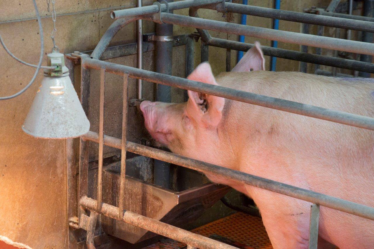 De drinknippel is makkelijk bereikbaar voor de kraamzeug. 