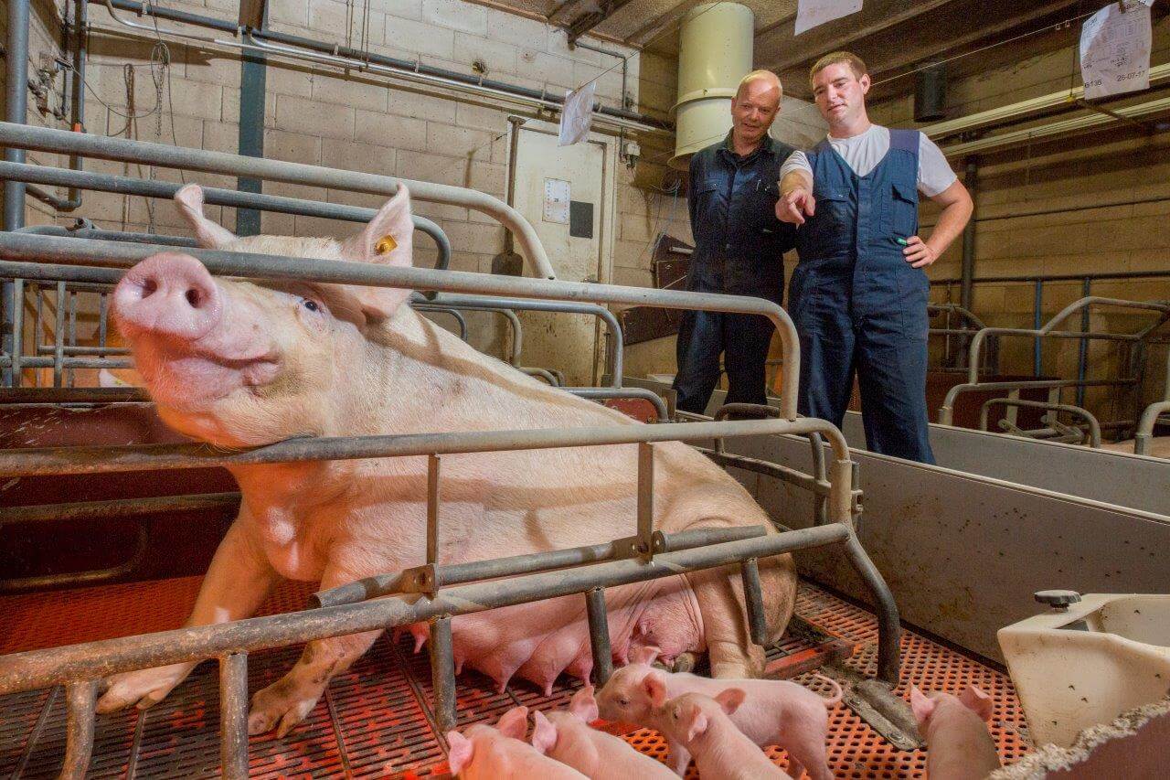 Als nieuwbakken varkenshouder wil Van Berlo leren van experts als Moonen. Ook hecht hij aan een goede en open verstandhouding met de varkenshouders in zijn omgeving. 