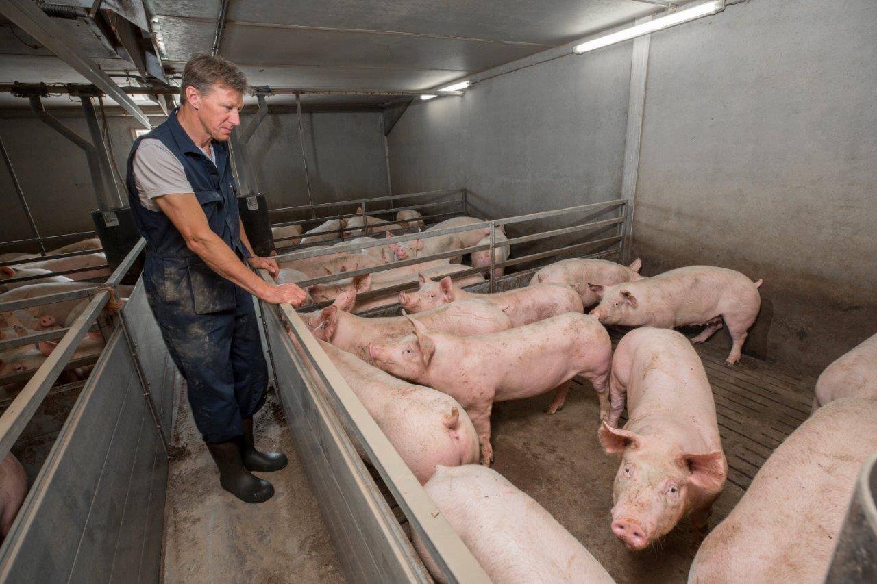 Het aantal vleesvarkens op het bedrijf van Van Vulpen is gehalveerd door de 1.200 extra gecreëerde opfokplaatsen. Toch kan hij 10 procent van zijn eigen dieren slachtrijp maken. Dat percentage is ruim voldoende. 