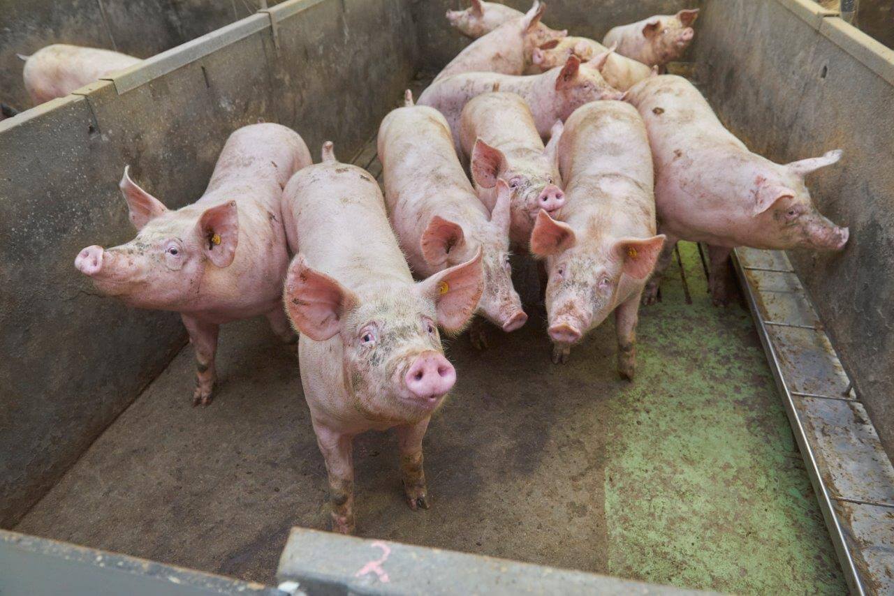 De hokken met borgen en gelten worden in maximaal vier keer leeggehaald. Van Lipzig doet er graag wat voor om zijn varkens optimaal te verwaarden. Rustig laden is een voorwaarde. 