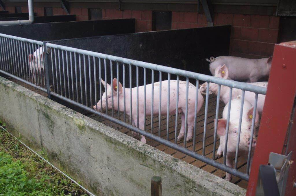 Alle varkens hebben uitloop naar buiten en de zeugen naar de weide. Ze maken daar ook altijd gebruik van, behalve als het hard regent. 