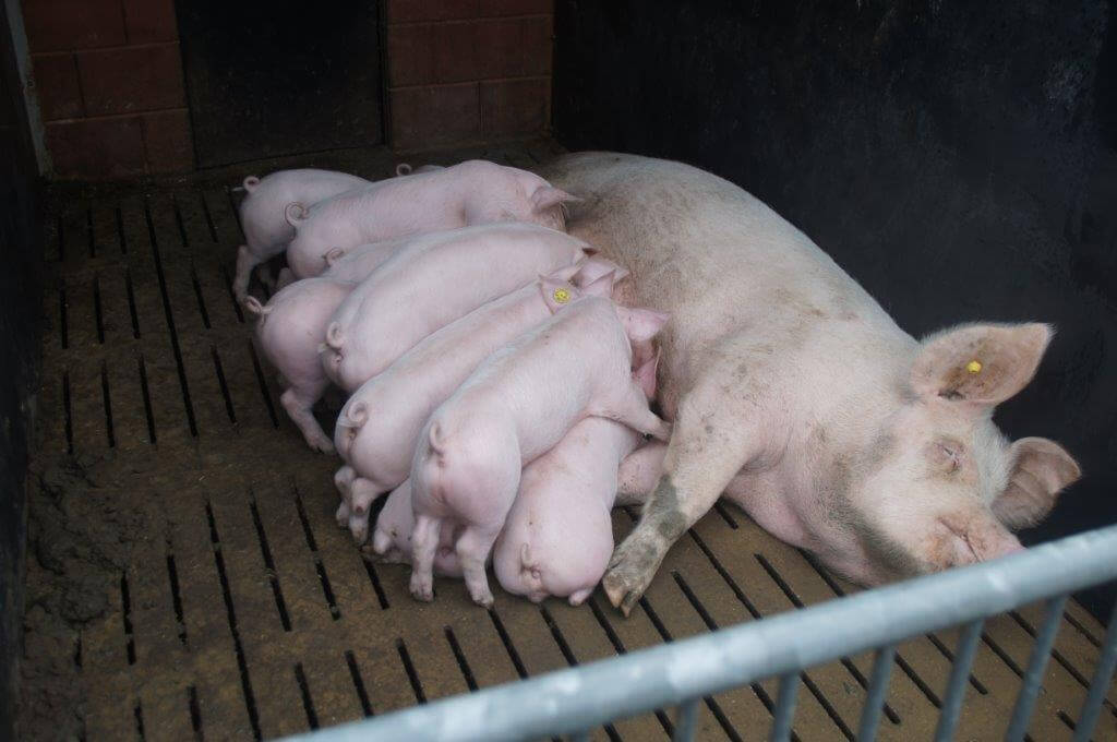 De zeugen werpen gemiddeld 15,3 levend geboren biggen. Op 42 dagen spenen ze gemiddeld 13,2 big. De worpindex is 2,22. 