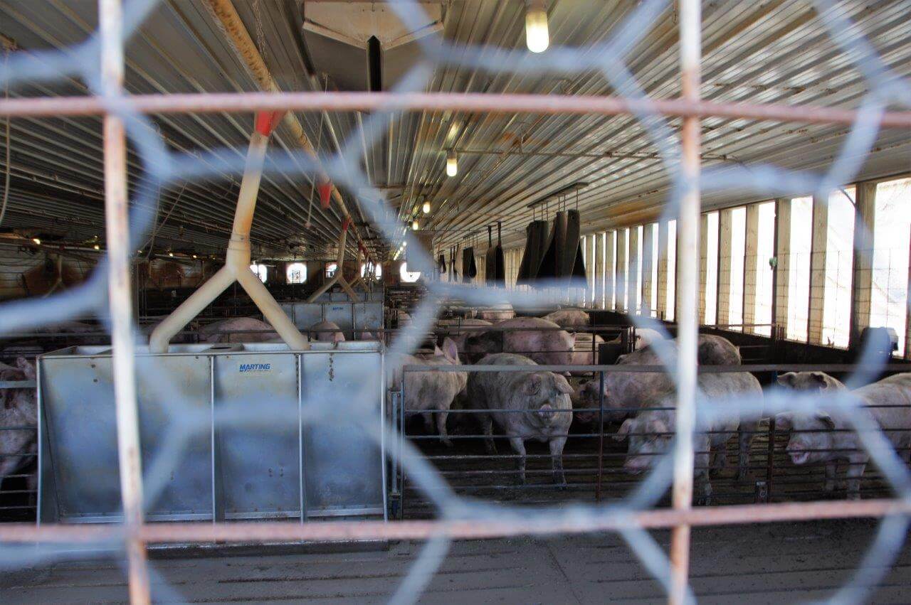 Gaas en wapeningsmatten zorgen voor het uit de stal houden van vogels. En ze zorgen ervoor dat het beweegbare doek niet de stal in wordt gedrukt bij harde wind. 