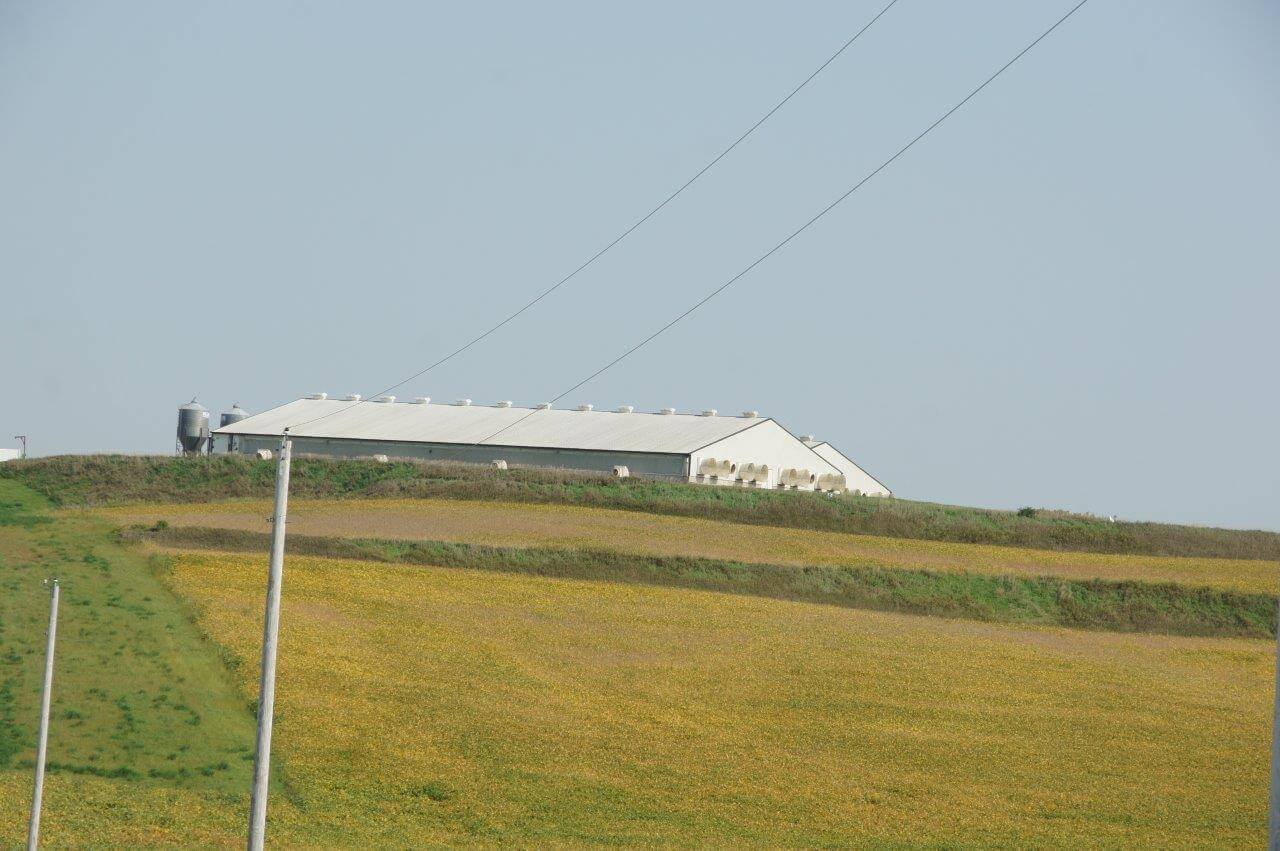 Tussen de uitgestrekte velden met sojabonen bevindt zich een varkensbedrijf op een heuvelpunt. 